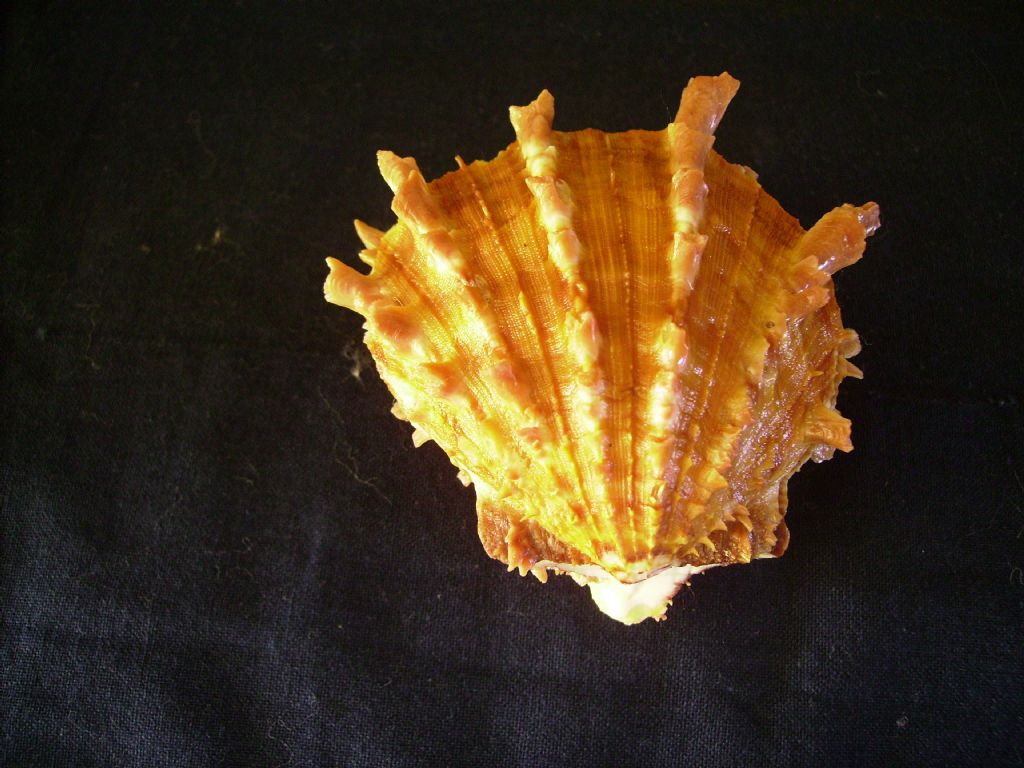 Ulteriori note su Spondylus groschi Lamprell & Kilburn,1995